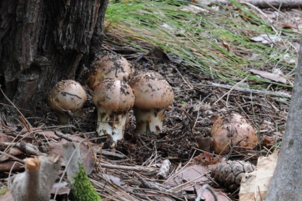 사진1. 자연산 송이.jpg