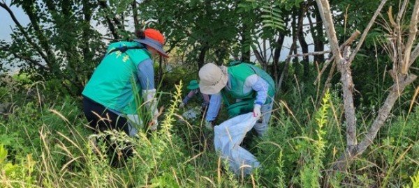 영주-8-3 영주시 평은면 새마을부녀회, 용혈1리 미림교주변 주요 도로변 환경정비 전개.jpeg