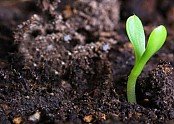 organic-fertilizer-for-plants (1).jpg