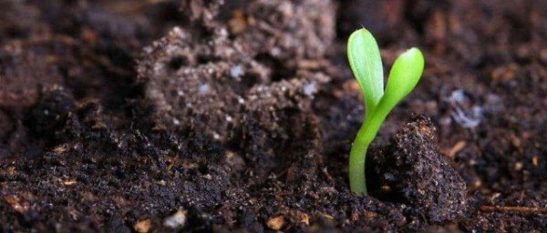 organic-fertilizer-for-plants (1).jpg