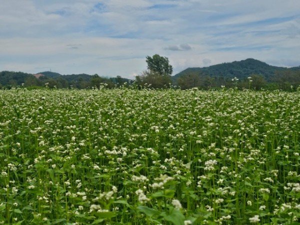[축산과]하얀 물결로 물드는 낙동강…구미  대규모 메밀꽃 단지 조성1.jpg