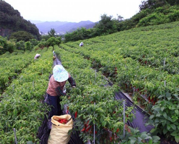 1-3 사진(영양고추 수확).jpg