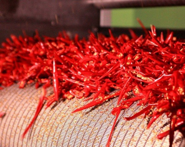 1-4 사진(영양고추 ).jpg