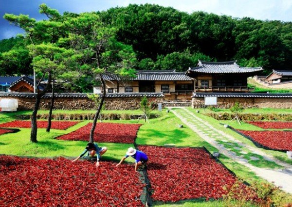 1-5 사진(영양고추 말리기).jpg