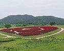 02의성군제공 사적지 작약 (1).jpg