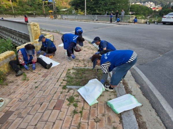 영주-11-2 상망동 바르게살기위원회 회원들이 웃무리마을 일원에서 인도변 풀뽑기를 하고 있다.jpg