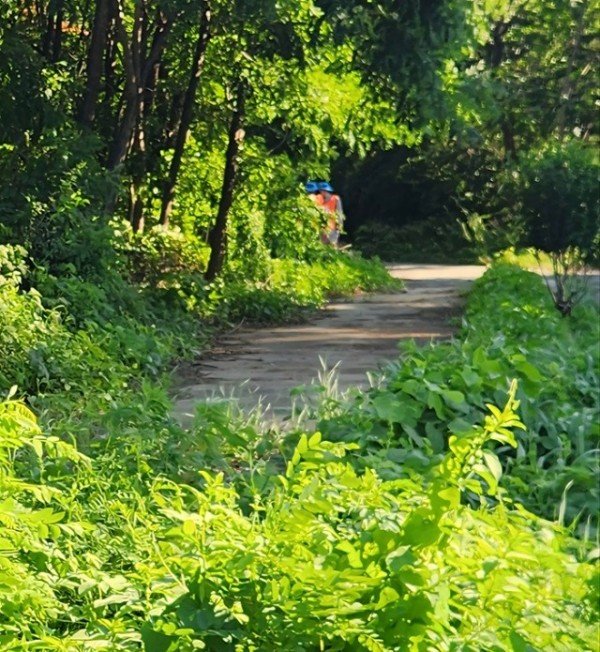 1_180726_잡초가득길.jpeg