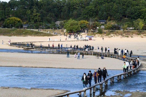 영주-2-1 외나무다리 위에 한 사람의 인생을 담다…무섬축제 10월 3일 개막(무섬외나무다리를 건너는 관광객).jpg