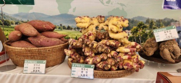 영주-4-4 영주시 전시 농산물(생강).jpg